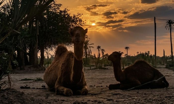 Two camels resting at sunset in the Marrakech palm grove
